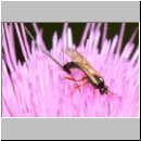 Glypta sp - Schlupfwespe w01c 8mm - Niedringhaussee det06.jpg